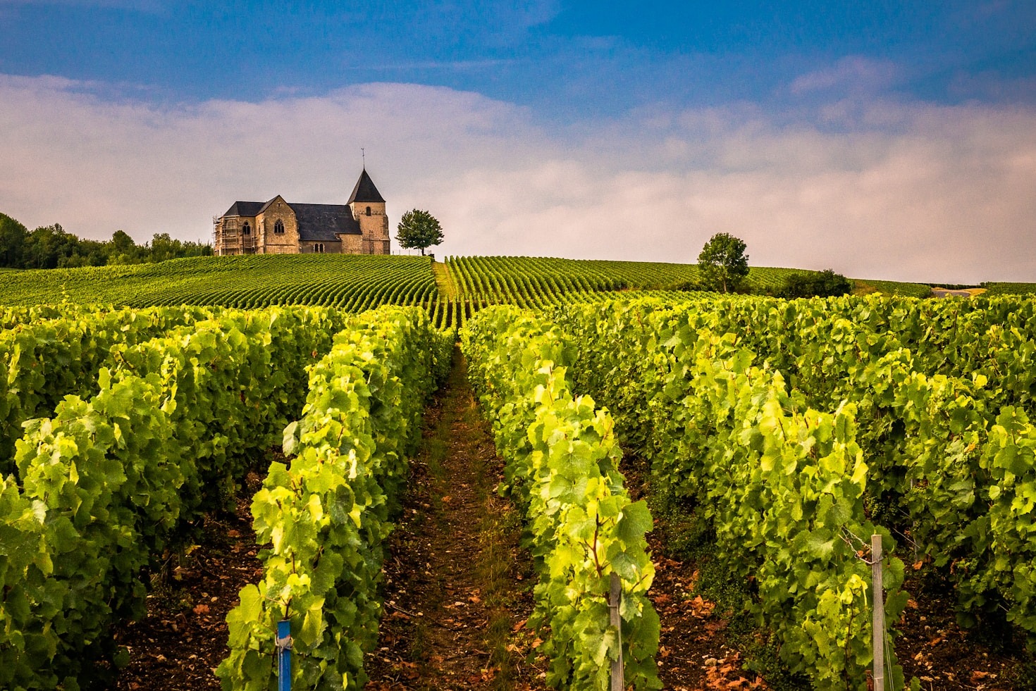 Como harmonizar vinhos durante suas viagens
